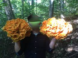 There are some specialist beetles which only feed on bracket fungi like chicken of the woods, including the hairy fungus beetle (pseudotriphyllus suturalis). A Huge Stand Of Chicken Of The Woods Laetiporus Sulphureus I Found Over The Summer Just Under 50 Pounds Total Mycology