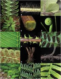 Image result for Menisorus pauciflorus