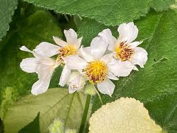 Image result for Sparrmannia