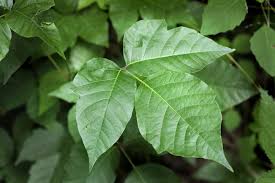 Another way to identify a poison ivy plant is by observing what sort of light is in the area. Natural Remedies For Poison Ivy Lindsey Elmore