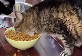 When the stomach wall expands too quickly, a signal is sent to the brain to cause regurgitation. Twitter Users Are Baffled By This Cat S Hungry Hippos Eating Style I M Losing My Mind
