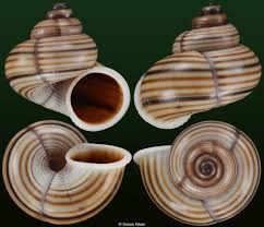 Image result for Galeomma