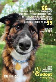 Our Campaign The Shelter Pet Project The Shelter Pet Project Pets Pet Adoption