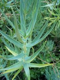 Image result for Aloiampelos tenuior