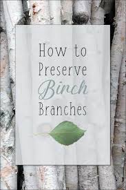 How To Preserve Birch Tree Branches Birch Tree Decor Birch Tree Decor Christmas Birch Wood Crafts