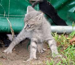 We will locate a cat sitter near you and will. Kirkland Wa