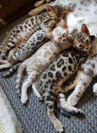 Die bengalkatze (englisch bengal oder bengal cat; Preis Untersuchungen Starterpaket Kauf Cattery Of Oz Golden Bengal Bengalkitten Bengalen Of Oz Bengalkatzen Silberbengal Kauf