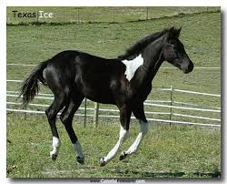 Black And White Paint Horses For Sale In Colorado Pin On Crazy 4 Paints 3