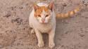 Arabian Mau - Cat Breed Information And Facts - Petmoo