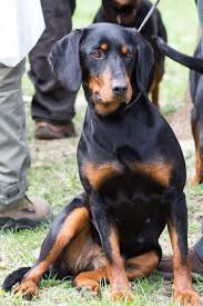 Image result for slovenský kopov