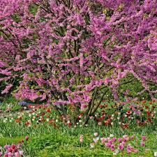 Judasbaum Pflegeleichter Fruhlingsbluher Judasbaum Pflanzen Und Garten