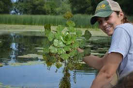Image result for Brachychloa schiemanniana