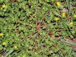 Image result for Portulaca oleracea