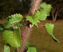 Image result for Obetia