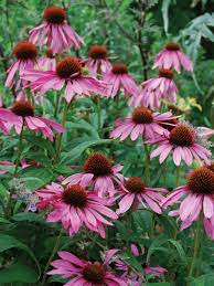 Pin On F Echinacea