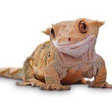62 Lizards N Snakes N Stuff Ideas Reptiles And Amphibians Reptiles Animals Beautiful