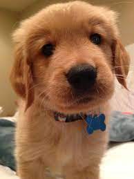 Cute Golden Puppy Dogs Golden Retriever Cute Dogs Golden Retriever