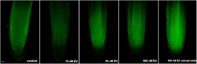 Maybe you would like to learn more about one of these? Frontiers Visualization Of The Nucleolus Using Ethynyl Uridine Plant Science