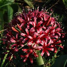 Image result for Ammocharis