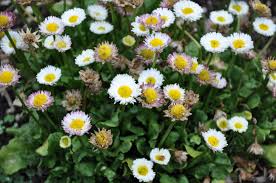 Image result for Bellis