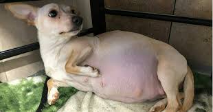 Hamile Chihuahua Cinsi Kopek Dogum Sirasinda Herkesi Sasirtti