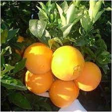 Nombre Cientifico Citrus Sinensis Lane Late Nombres Populares Naranjo Lane Late Naranjo Lane Late Familia Arboles Y Arbustos Naranja Arboles Frutales