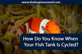 How Do You Know When Your Fish Tank Is Cycled