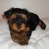 Learn about yorkie puppy care at yorkie advice and tips and tricks to make your yorkie so you're thinking of buying a yorkie puppy, or you've just brought one home. 1