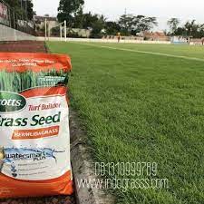 We did not find results for: Jual Biji Rumput Benih Rumput Lapangan Sepakbola Lapangan Golf Dan Taman Kab Bogor Indograssmarket Tokopedia