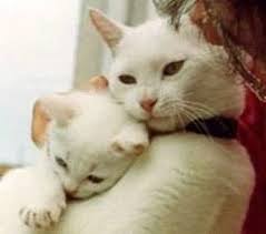Dreamies De Cr953cemg56 Jpg Baby Katzen Susse Tiere Katzen