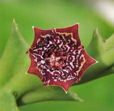 Image result for Orbea carnosa