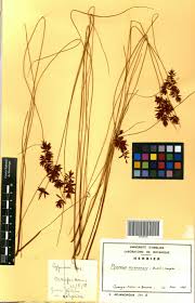 Image result for Afrosciadium