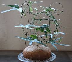 Image result for Erythrococca kirkii