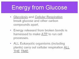 Jan 15, 2021 · parenchyma tissue represents the majority of cells in a plant. Harvesting Energy Glycolysis And Cellular Respiration W O
