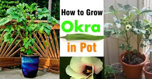 If you try to grow it in a shady spot, it won't produce much fruit, if it lives at all. Growing Okra In Pots How To Grow Okra In Containers Balcony Garden Web