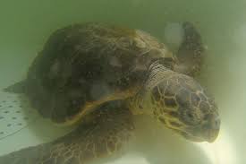 L'8 giugno si celebra la giornata mondiale degli oceani. Giornata Mondiale Degli Oceani Lunedi 8 Giugno Verranno Liberati Due Esemplari Di Tartaruga Caretta Caretta