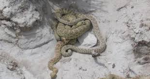 Black And Yellow Snake North Texas Matagorda Beach Tx Rattlesnakes Matagorda Woods Photography Snake