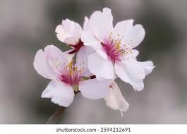 Image result for Rosaceae