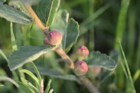 Image result for Vigna pygmaea