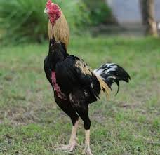 Katuranggan merupakan pengetahuan khusus tentang bentuk badan atau ciri fisik suatu binatang dan salah satunya adalah. Ayam Bangkok Jenis Ayam Aduan Dengan Harga Fantastis Cermati Com