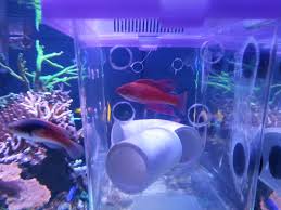 Float the bag in the aquarium. Diy Acclimation Box Ideas Reef Central Online Community