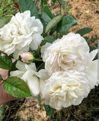 بوكيهات ورد شيك جدا اجمل صور بوكيهات ورد شيك جدا اجمل بوكيه ورد طبيعي rose plants flowers