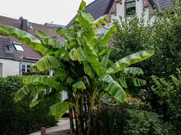 So pflanzen und überwintern sie musa basjoo. So Gelingt Die Bananenpflanzen Pflege Im Garten Oder Wintergarten