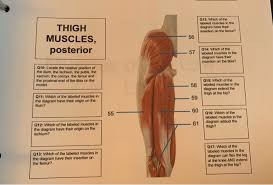 This diagram depicts anatomy of human body picture with parts and labels. Solved 013 Which Of The Labeled Muscles In The Diagram H Chegg Com