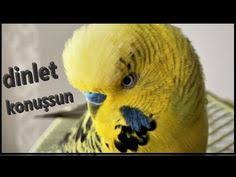 kuslar panosundaki pin