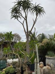 Giant aloe and 25 year old money tree. Tree Aloe Bamboo South Coast