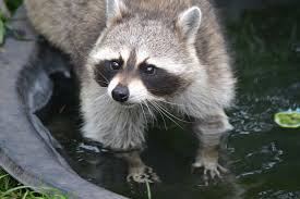 Raccoon Spirit Animal Spirit Animal Info