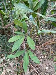 Image result for Lauraceae
