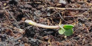 Image result for tomato seedling damping off
