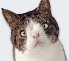So, no, cats cannot have down syndrome. Some Cat Have Chromosomal Imbalance Which Is Comperable To Down Syndrome Aww
